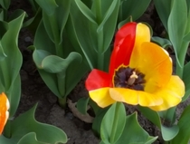 I grow how I want  Tulip in Washington Park AlbanyNY 