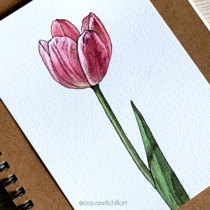 I had pink tulips in my home in April and painted one of them But Im not a tulip specialist so I dont know if there is a more specific name for this type of tulip