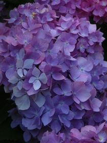 I have a beautiful violet color on my Hydrangea this year in Philadelphia