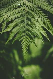 I know almost nothing about plants but Im pretty sure this is a fern taken at Washington Park Arboretum UW Botanic Gardens in Seattle  IG  Lionseye_photos