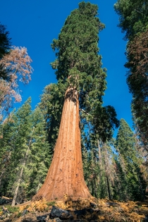 I like big trees and I cannot lie - Sequoia National Forest OC