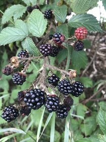 I like botany I can eat ideally in a crumble with custard AND cream like this blackberry or Rubus