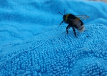 I love love LOVE bumblebees theyre so cute and fluffy 