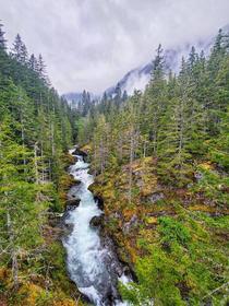 I love the Olympic National Forest in Washington 