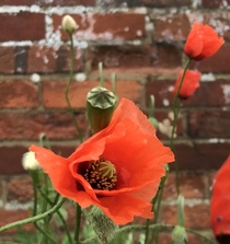 I love the sight of poppies against an old red brick wall 