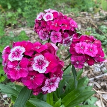 I love these multicolored Dianthus heads  Grown from seed this year