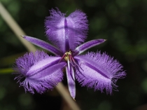 I loved how this photo turned out Thysanotus sp Fringed lily Augusta Western Australia 