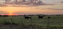 I think cows are so cute Texas