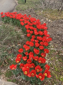 I think these are tulips So vibrant