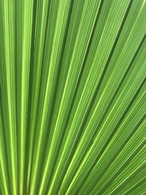 I took a REALLY close look at my Mexican Fan Palm  in the sunlight