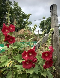 I turned the corner and there they were hollyhocks 