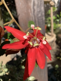 I was today years old when I learned red passionflowers exist Passiflora racemosa SoCal