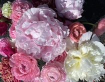 I went and helped my friend at her cut flower farm this week and gladly took these as payment Peonies Paeonia officinalis and ranunculus Ranunculus acris Support local growers 