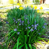 I wish I knew what this plant is called but it looks nice next to the daffodils