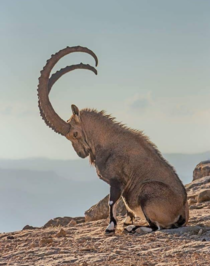 Ibex sitting on a mountain