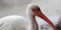 Ibis with Blue Eyes 