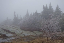 Ice on the trees atop a foggy Cadillac Mountain Maine 