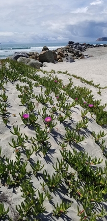 Ice plants Coronado Beach California