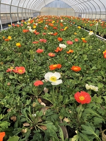 Iceland Poppies in the hoop house