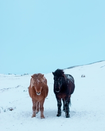 Icelandic horse Equus ferus caballus 