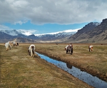 Icelandic Ponies 