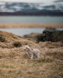 Icelandic sheep A cute lamb 