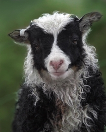 Icelandic sheep A small lamb 