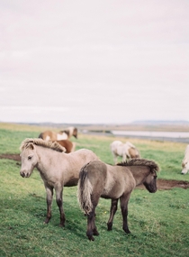 Iclandic Pony Rykvevick Iceland 