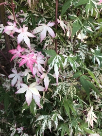 Illarian Japanese maple All these leaves on one plant  