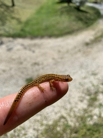 Im new here but heres a long tail salamander