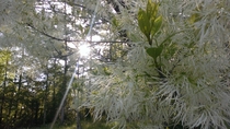 Im no professional but I couldnt just pass up this tree today My father calls it Grandpa GreybeardChionanthus virginicus 