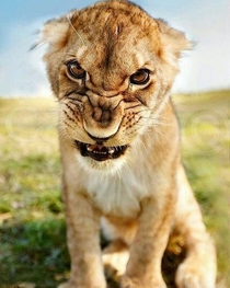 Im not a Kid Lion cub