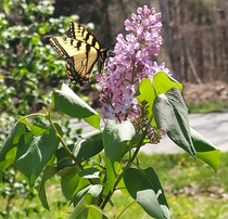 Im not sure what it is lilac bush maybe I just know Ive been watching the butterflies and bees pollinate it for years