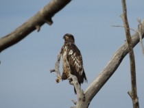 Immature Bald Eagle Doing Interesting Pose  Hope it works this time  