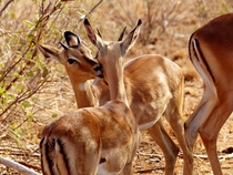 Impala Aepyceros melampus 