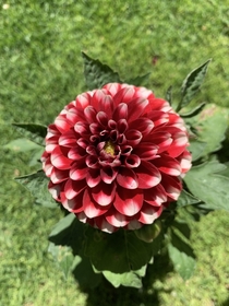 In love with the colour of this Dahlia flower