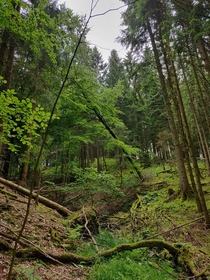 In the German woods 