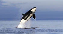 In this Jan   file photo an endangered female orca 