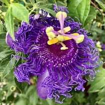 Incense purple Passion flower OC