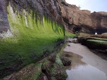 Incredibly green algae at the Oregon coast 