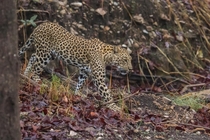 Indian leopard Panthera pardus fusca 