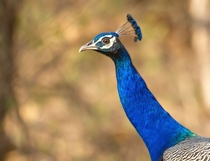 Indian Peacock 