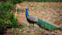 Indian peafowl visited our garden