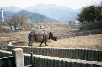 Indian Rhinoceros Rhinoceros unicornis Seoul Zoo  by Willard Losinger 