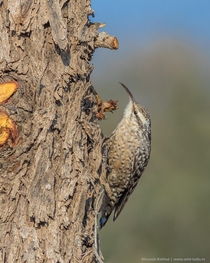 Indian Spotted Creeper Salpornis spilonota has a marbled black and white plumage that makes it difficult to spot as it forages on the trunks of dark deeply fissured trees where it picks out insect prey using its curved bill - Tal Chappar Rajasthan India 