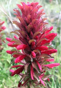 Indian Warrior - Pedicularis densiflora 