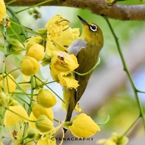 Indian White Eye South Andaman Photo credit to gyanagraphy