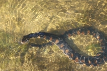 Infinite Water Snake 