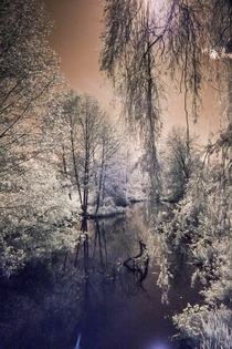 Infrared Willow trees by pond in Stanley Park Vancouver 