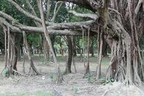 Inosculation of a Banyan Tree F benghalensis 